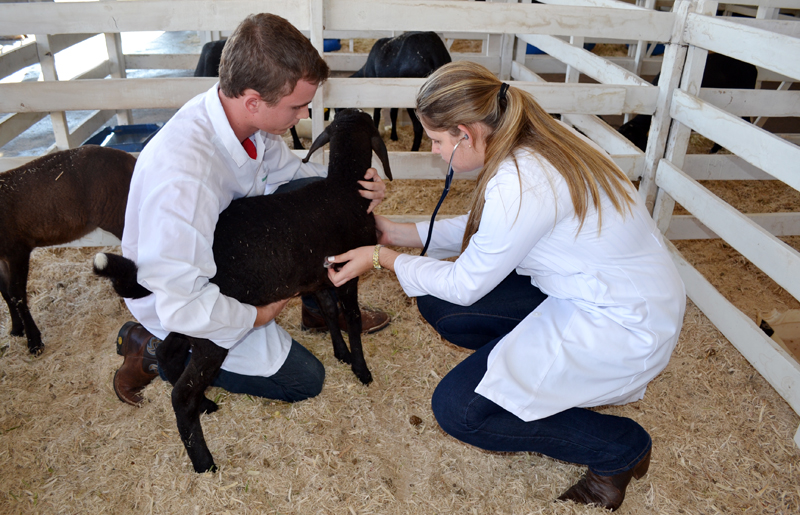 Alunos do 4º termo de Medicina Veterinária realizam atendimento em animais expostos na ExpoVerde 2014
