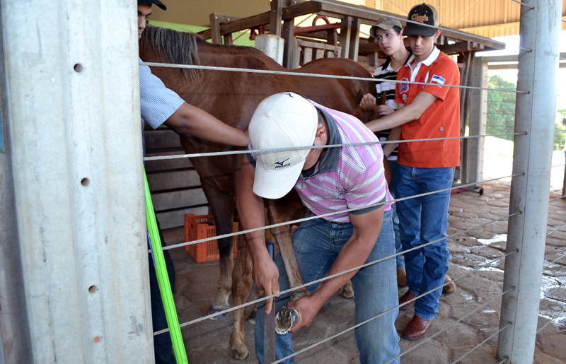 Alunos de Veterinária participam de curso de casqueamento em equinos